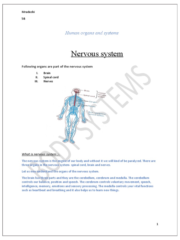 Nervous System: Human Organs and Systems | PDF