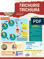 Trichuris whipworm life cycle and pathology