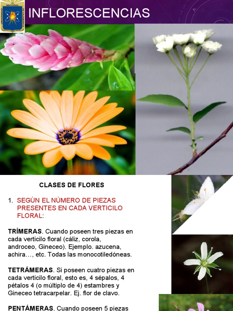 Tipos de Inflorescencias y Flores | PDF | Flores | Reproducción de plantas