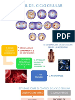 Control Del Ciclo Celular
