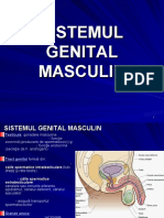 LP MG Sistemul Genital Masculin