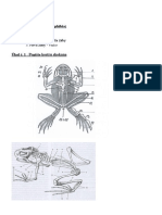 11 LP Obojzivelnici 1 PDF