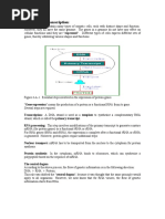 Overview On Transcription