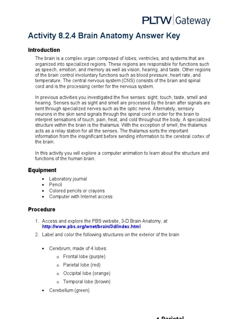 Activity 8.2.4 Brain Anatomy Answer Key: Parietal Lobe | PDF | Human ...