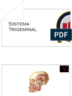 Sistema trigeminal: estructuras y conexiones