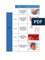 Aparato Circulatorio Tarea