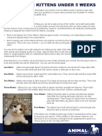 Guide to care for kitten under 5 weeks old.pdf