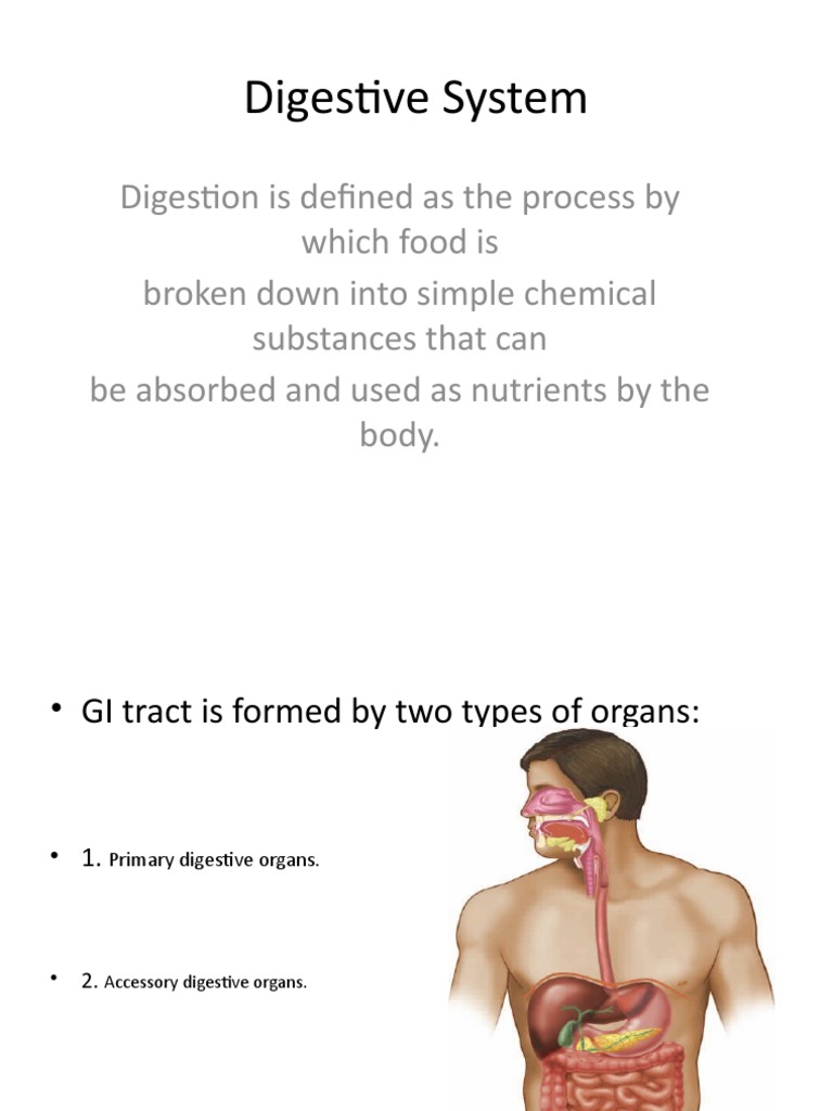 Digestive System Overview | PDF | Gastrointestinal Tract | Human ...
