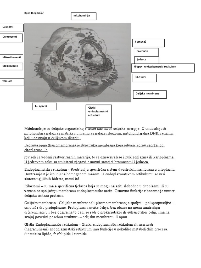 Ćelija | PDF