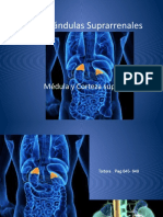 24. Glandulas suprarrenales (2)