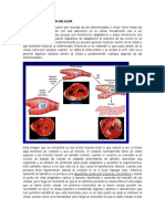 Adaptacion y Lesion Celular