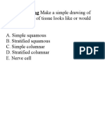Epithelial and Nervous Stations Worksheet