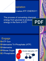 Cellular Respiration