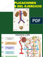 Función Renal y Ejercicio Físico PDF