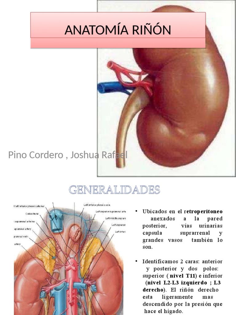 Anatomía Detallada del Riñón | PDF | Riñón | Abdomen
