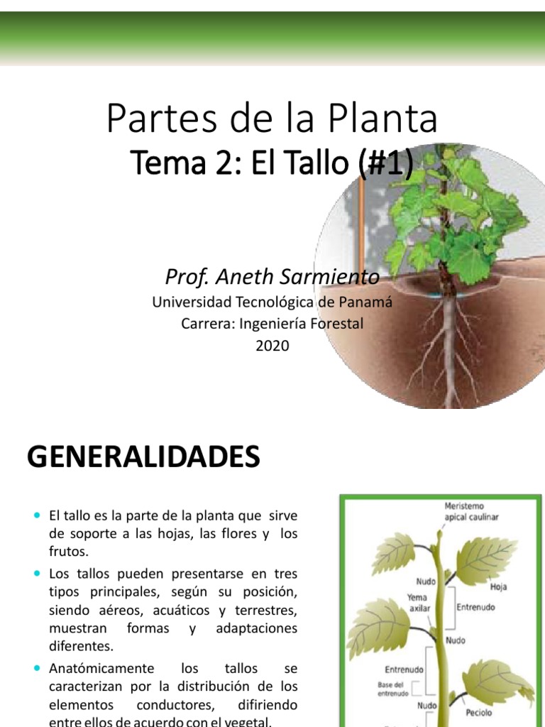 Características y partes del tallo | PDF | Tallo de la planta | Hoja