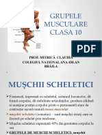 Grupele Musculare - Mitrică Claudia