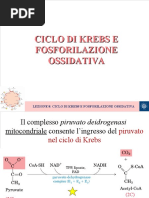 LEZIONE 8 Ciclo di Krebs e fosforilazione ossidativa