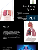 Respiratory System: Materia Profesor