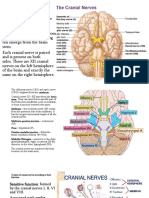 Cranial Nerves: Origin, Components and Functions