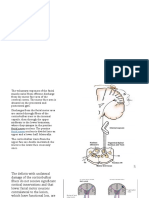 Facial Nerve (CN VII) and Nervus Intermedius