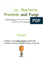 Viruses Bacteria Protists and Fungi