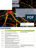 6.5 Neurons and Synapses: Essential Idea: Neurons Transmit The Message, Synapses Modulate The Message