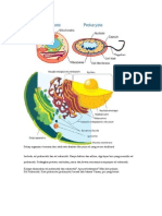 prokariot dan eukriot