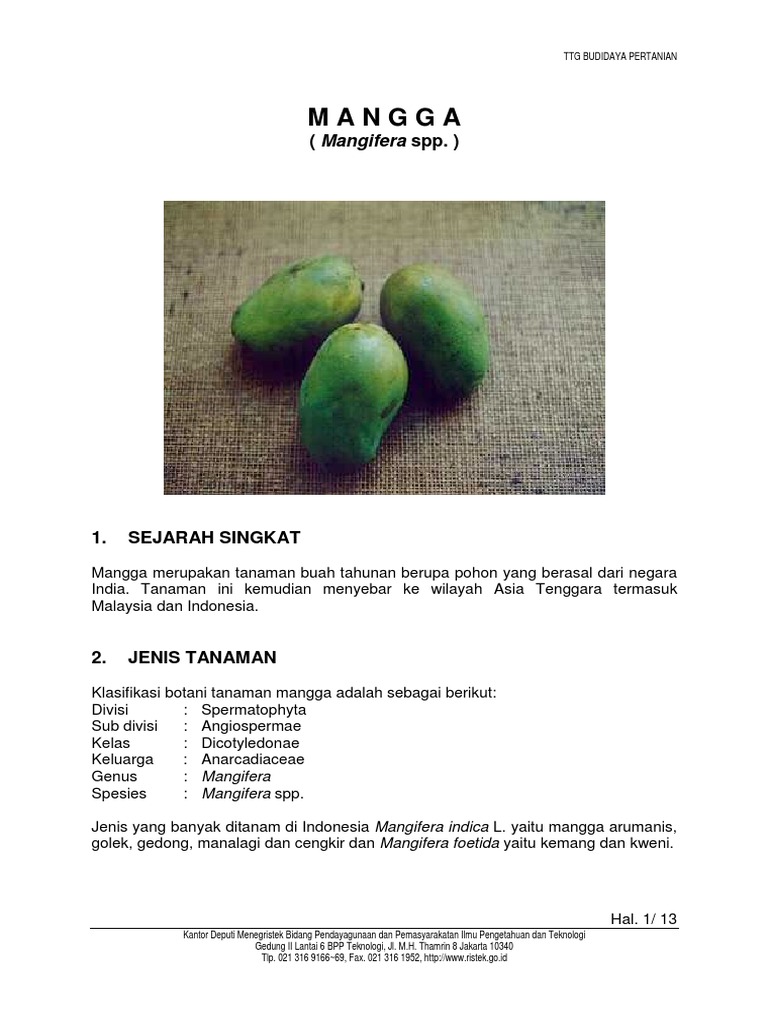 Mangga PDF | PDF