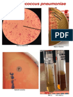 Streptocci and Enterococci Lab PDF