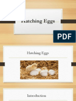 Hatching Egg