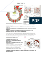 Placenta y Cordón Umbilical