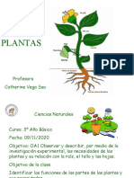 Las Plantas y Sus Partes