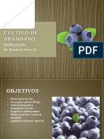 Agricultura cultivo de arandano (metodos de propagacion).pdf