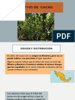 Cultivo de cacao en República Dominicana: origen, producción, exportaciones y mercados potenciales
