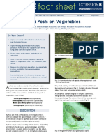 Aphid Pests On Vegetables PDF
