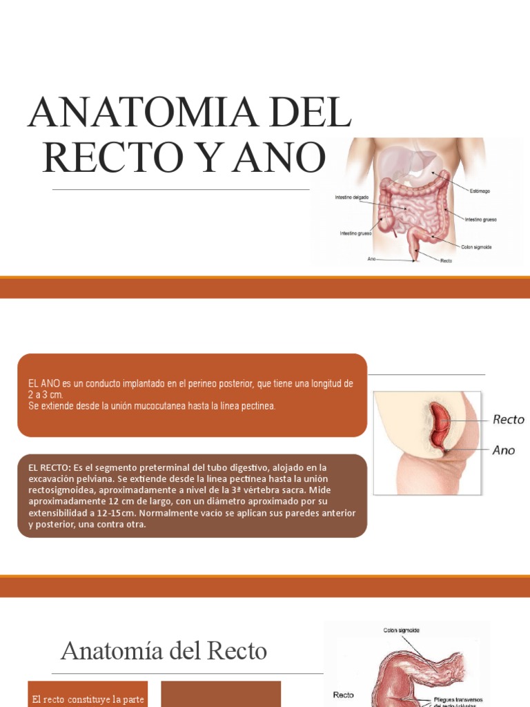 Anatomia Ano PDF Hemorroides Recto