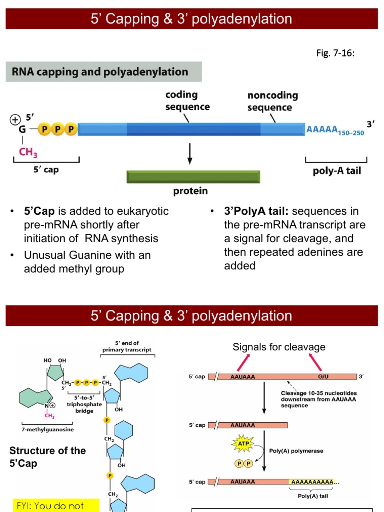 5' Capping & 3' Polyadenylation | PDF