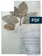 E14190063_Aulia Ranti_Herbarium Nangka ( Artocarpus Heterophyllus  )