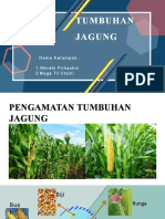 JAGUNG