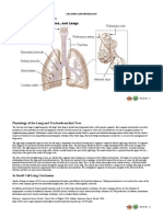 Lung Anatomy and Physiology