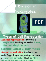 Cell Division in Prokaryotes