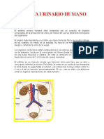 Informe Urinario