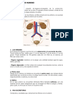 Sistema urinario humano: riñones, uréteres, vejiga y uretra