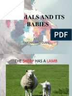 Animals and Its Babies