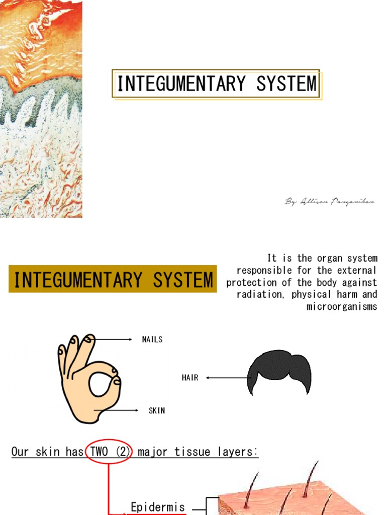 Integumentary System Overview | PDF | Skin | Epidermis