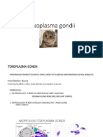 TOXOPLASMA GONDII