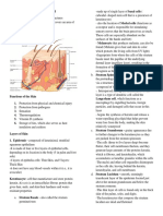 The Integumentary System PDF