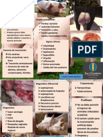 Características de Brucella Suis: Etapas Susceptibles