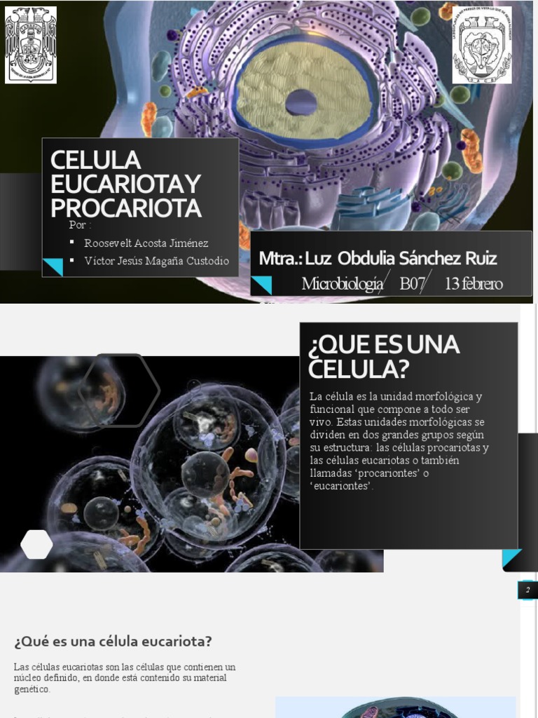 Comparativa de Células Eucariotas y Procariotas | PDF | Citoplasma ...